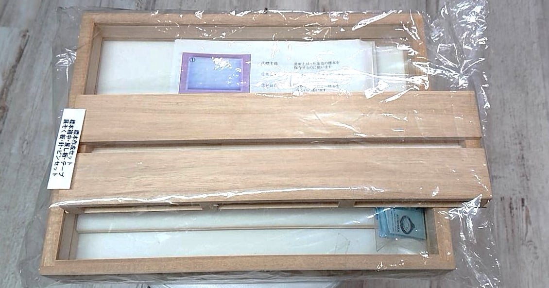ヒメチシオヒトデ　乾燥標本 ヒメチシオヒトデ 乾燥標本 標本販売・用品 | インセクトプロ