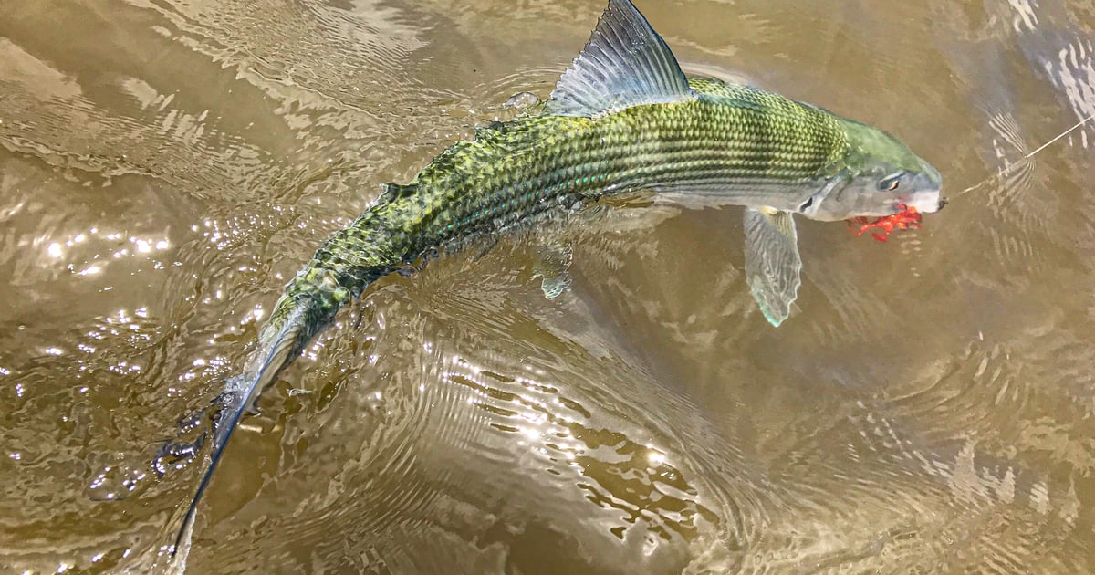釣りについて | Bonefish adventure
