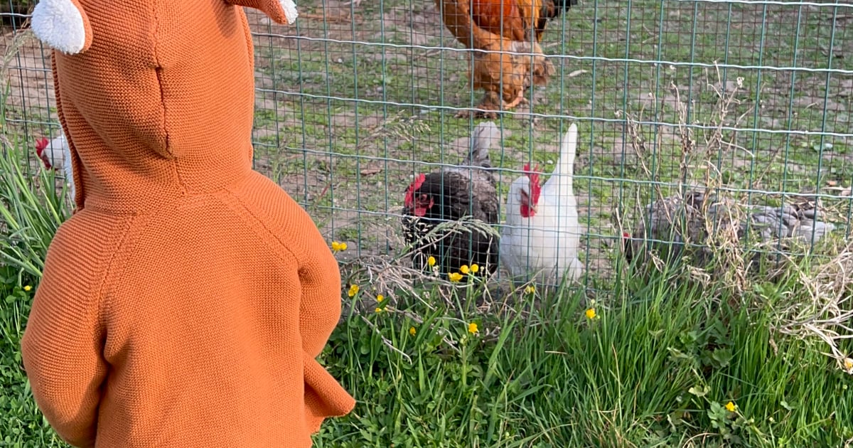 Mittagessen - Rezepte | Gesunde Rezepte für die Familie und den ...