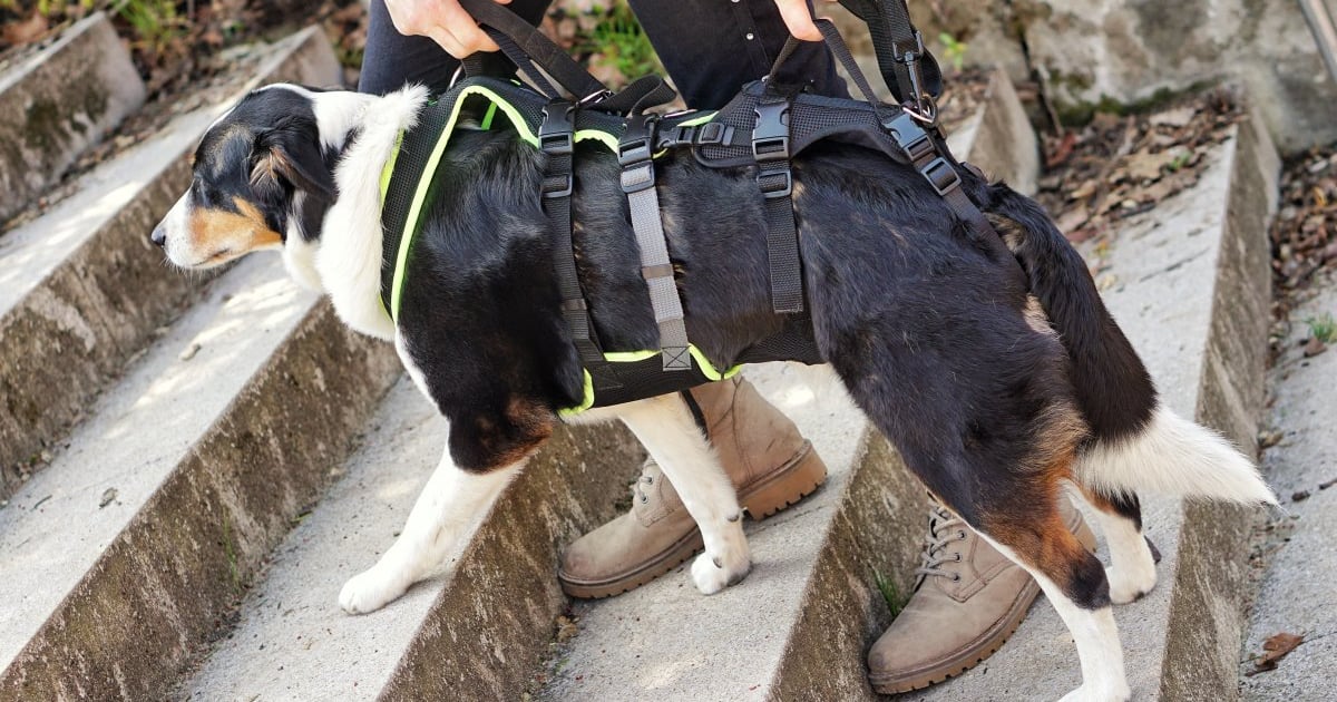 Schleppsack Für Gelähmte Hunde & Katzen - Mobilitätshilfe Für Behinderte Haustiere