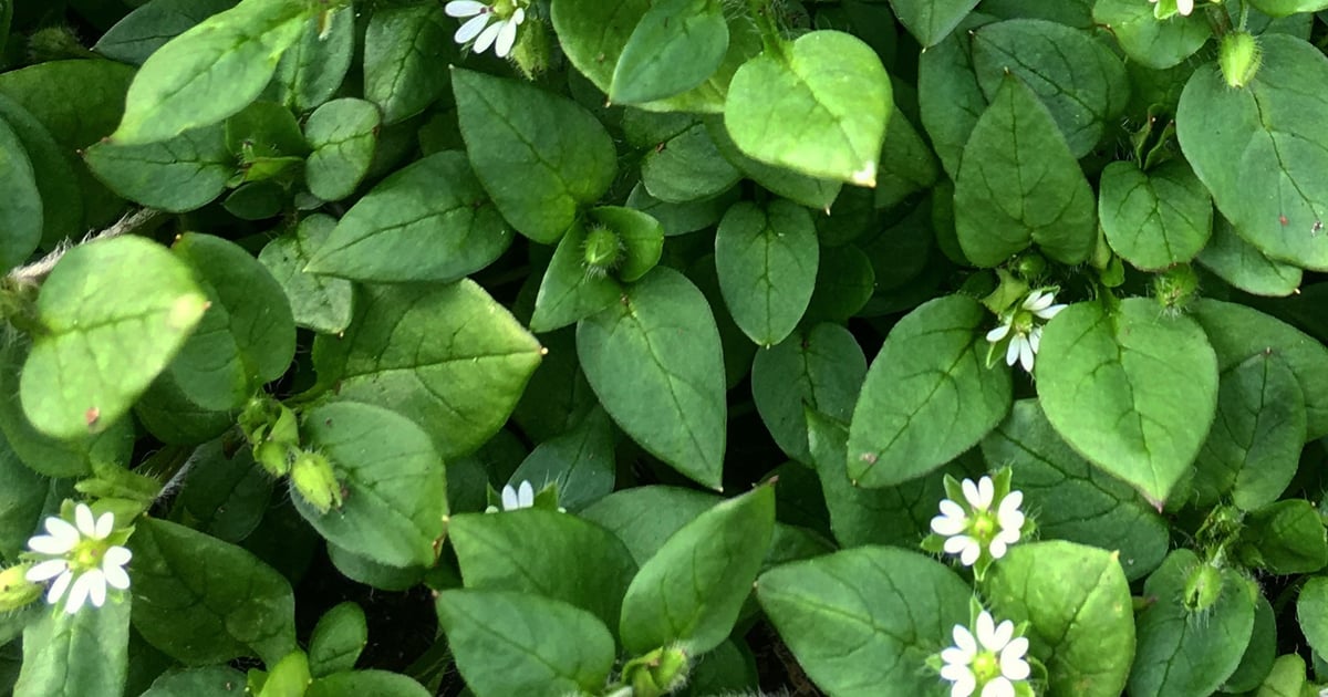 Vogelmiere Saatgut - Kräuter - Online Shop | KINARA Onlineshop