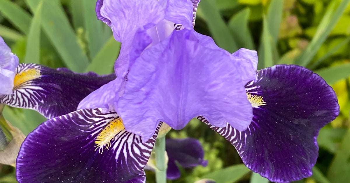 Gartentipp | Kleingärtnerverein Fichte e.V.