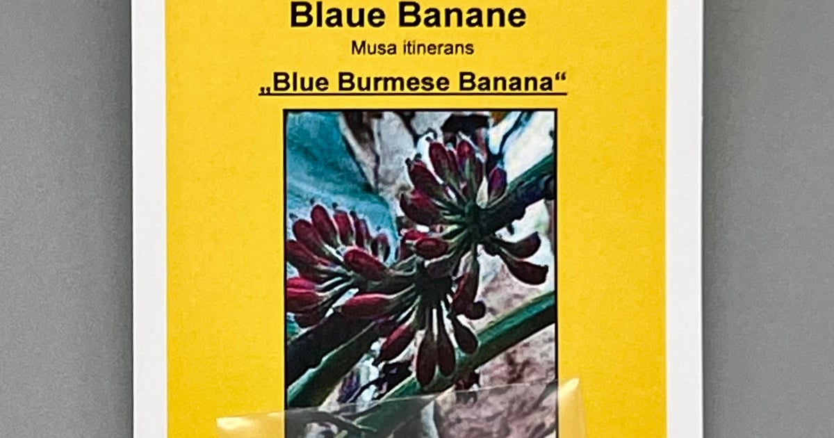 Blaue Banane - SaatGut - Shop | Exotische Pflanzensamen, Seltene ...