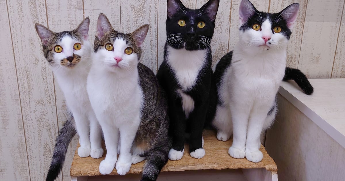 Home | kurunyan kamakura