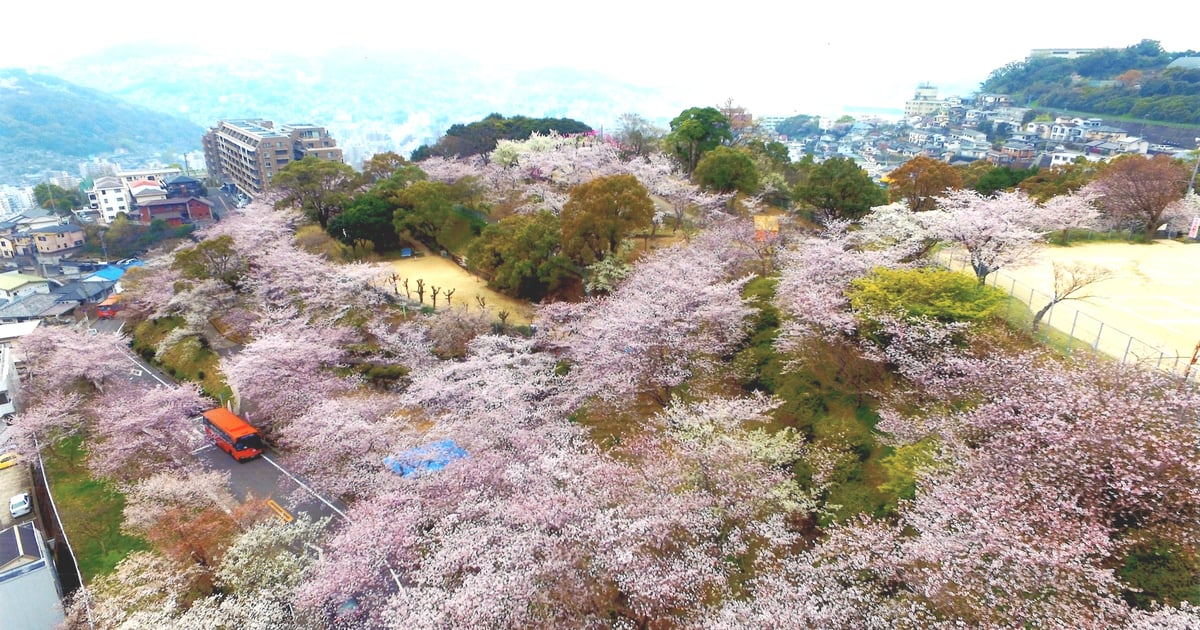 やまの花まつり 🎆第51回高崎まつり 8/23(土)、24(日) 🎇第23回高崎山車まつり 8