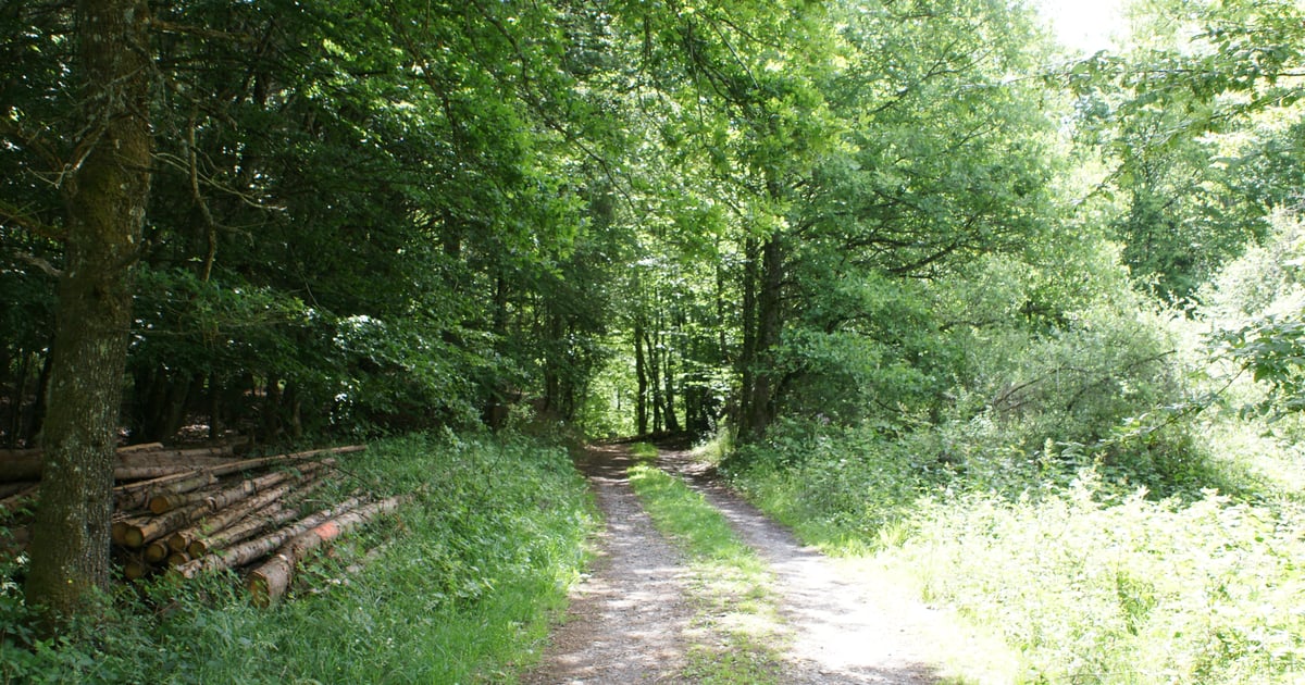 Eifel-Marathon Waxweiler