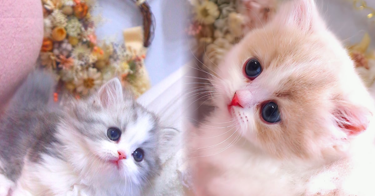 かわいいミヌエットとマンチカン仔猫 | 極短足・美足・希少毛色