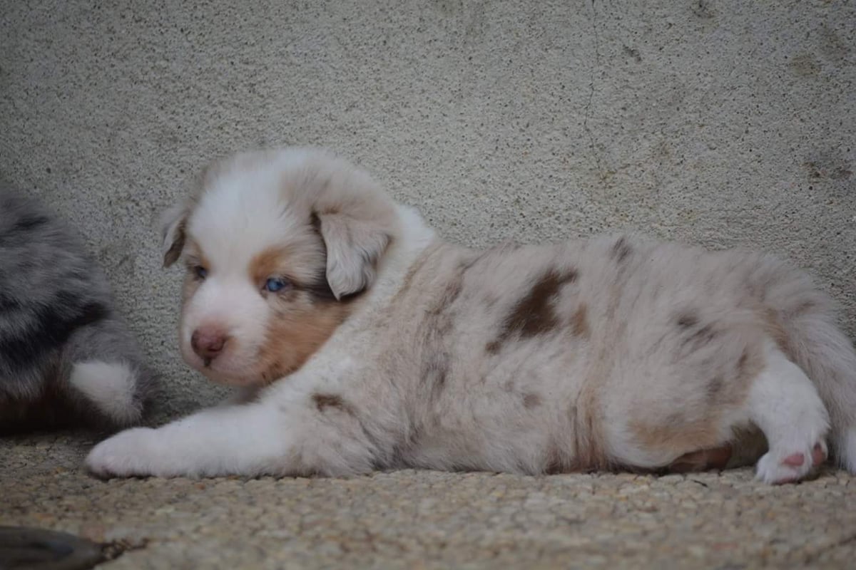 Informations / prix | Les bergers australiens toy du gryffondor, image size:1200x800