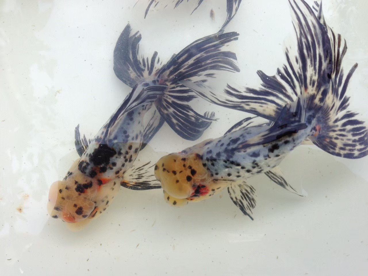 Amazon.co.jp: （国産金魚）鈴木系 東錦 深見養魚場産（1匹