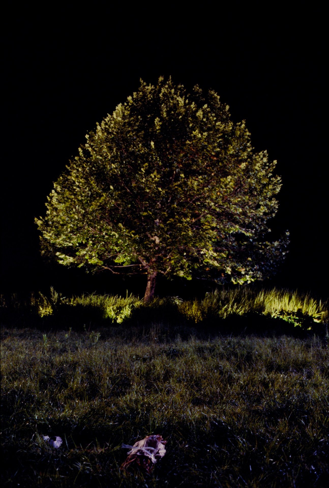 ホーム | ROBINSONSGARDEN