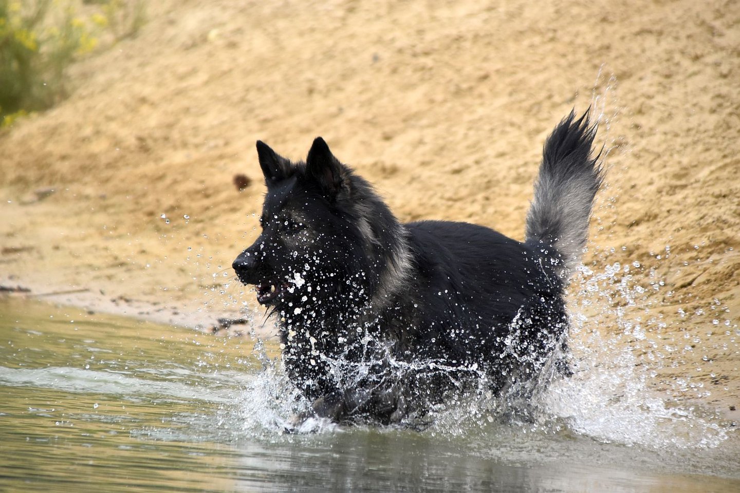 Willkommensglocke Deutscher Schäferhund - Handgefertigte Türklingel Mit Gravur