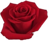 Pflegedienst Hasetal Anne Rameil Logo