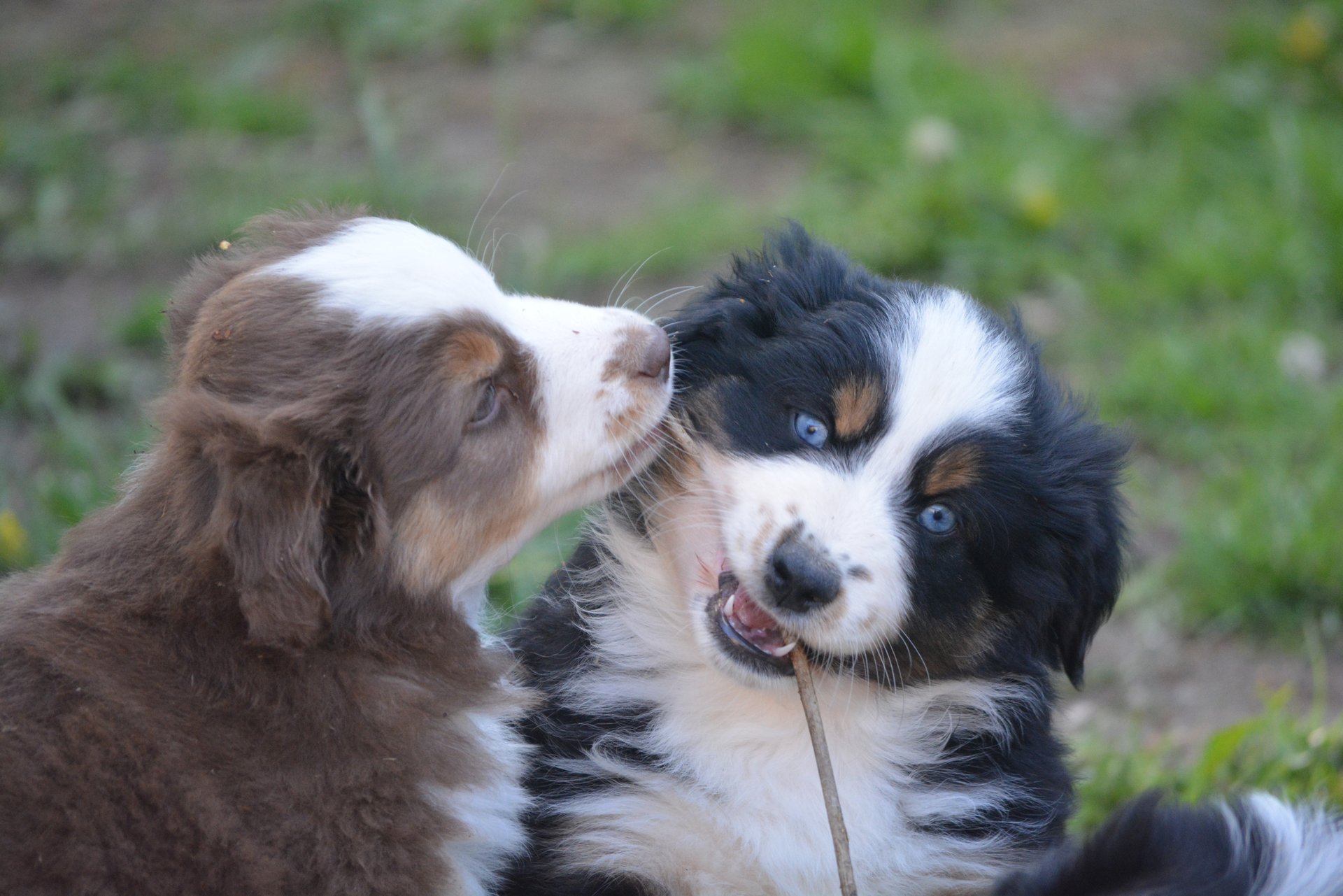 Informations / prix | Les bergers australiens toy du gryffondor, image size:1920x1281