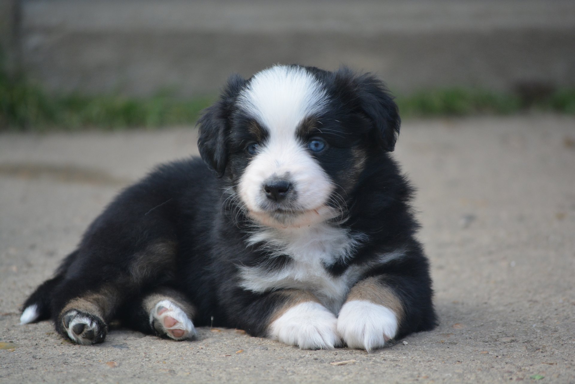 Informations / prix | Les bergers australiens toy du gryffondor, image size:1920x1281