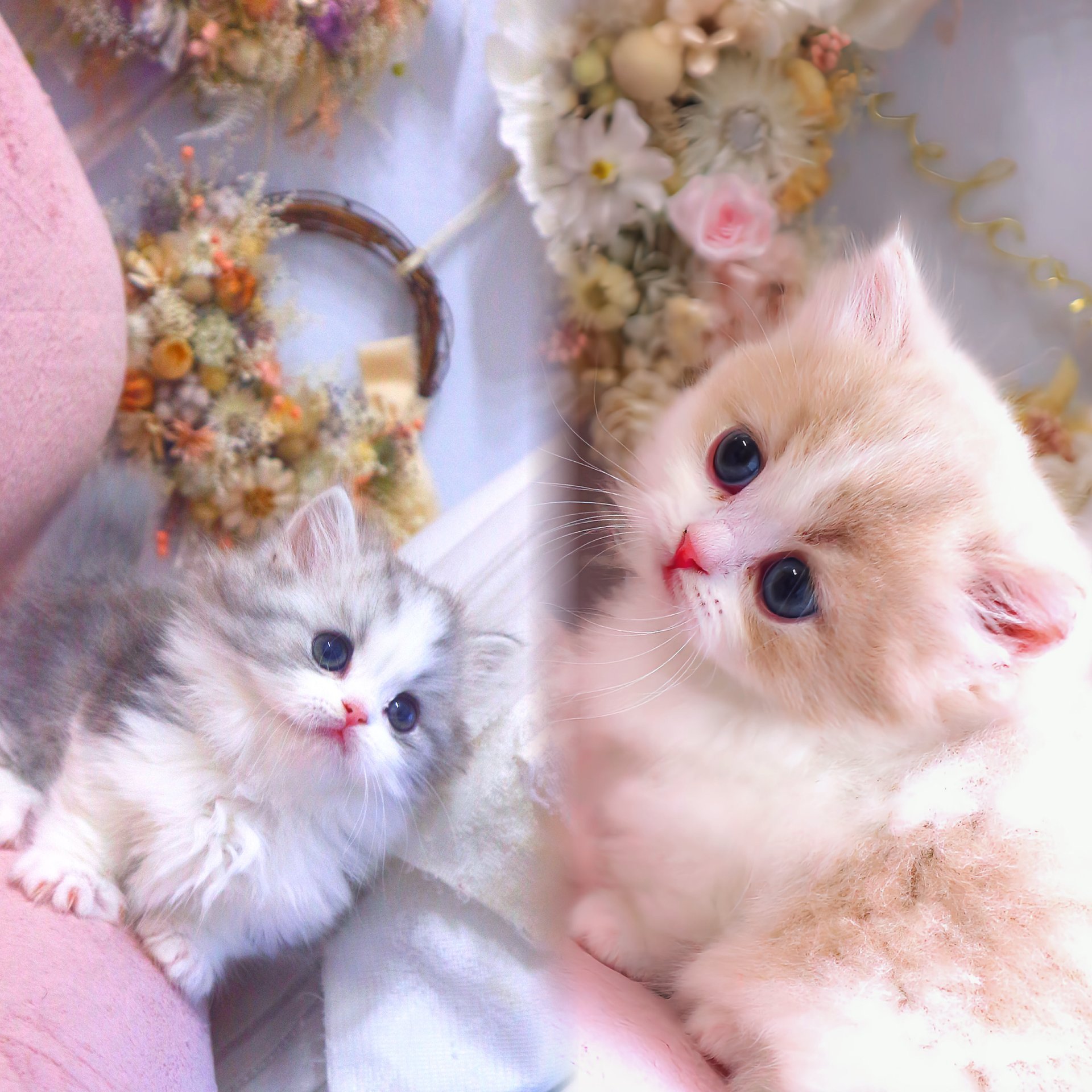 心に幸せをお届け、かわいいミヌエットとマンチカン