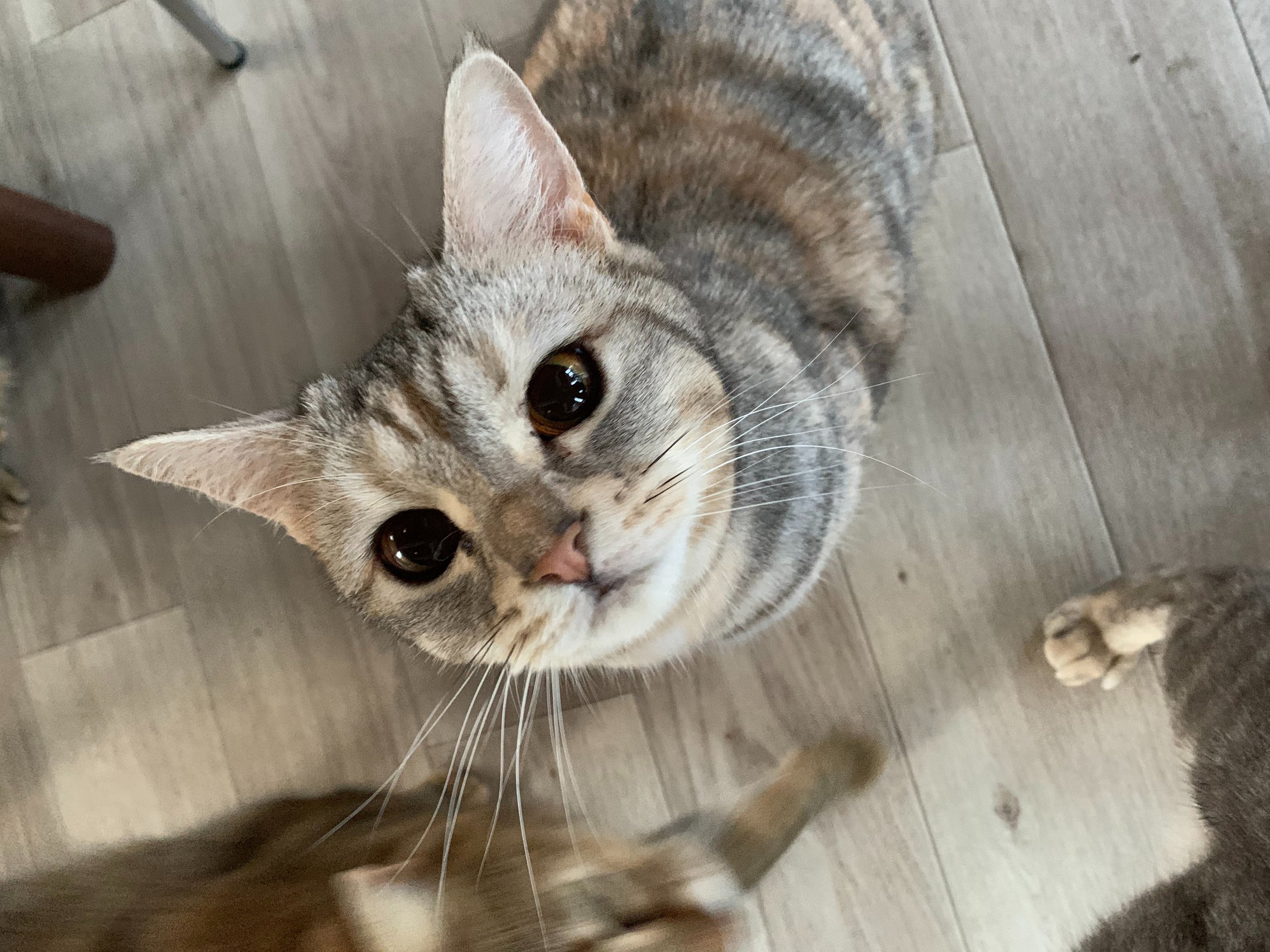 あにまるらいふ猫丸 山口宇部あにまるらいふ猫丸カフェ部でかわいい猫たちとおいしい