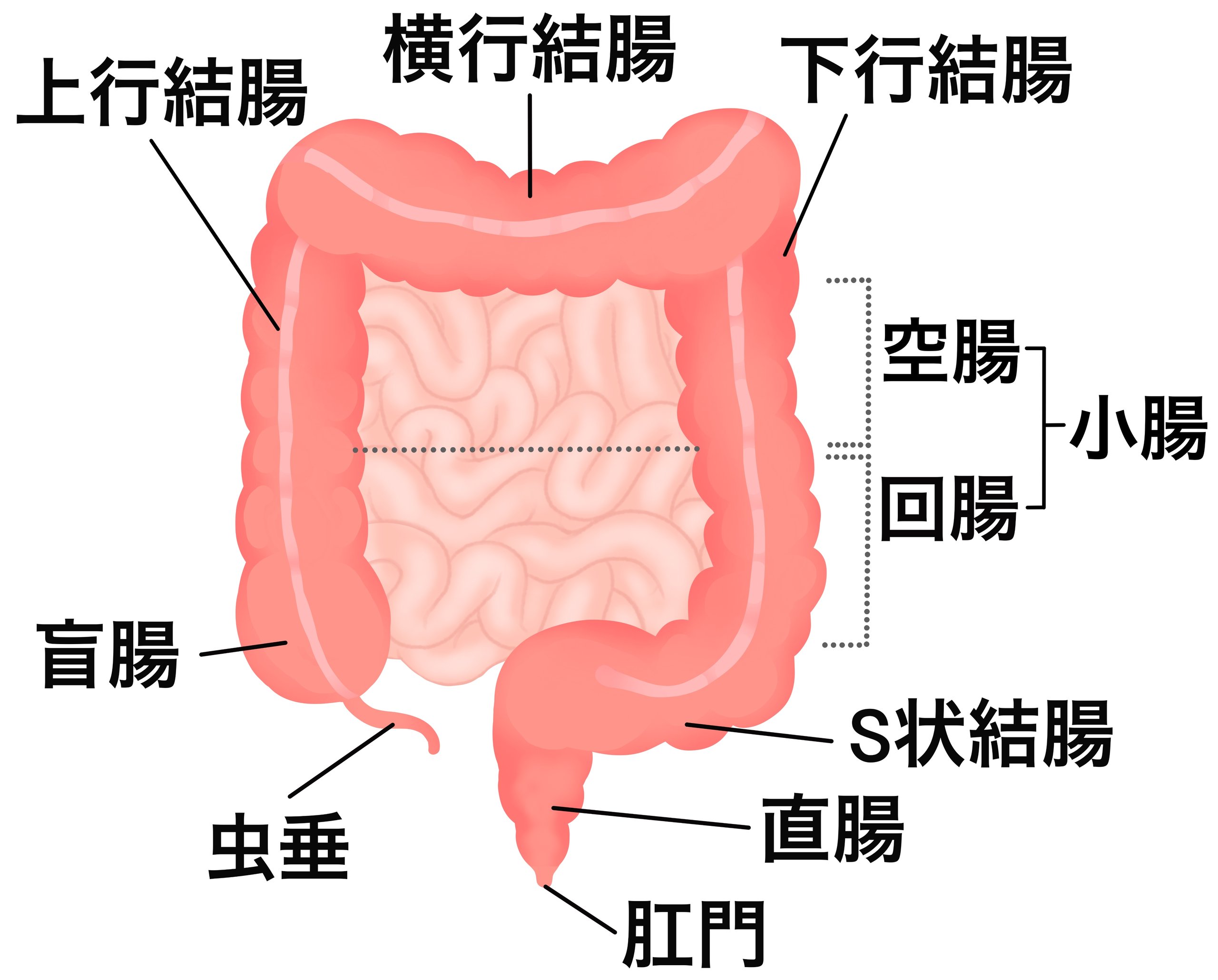 38♥♥♥♥消化器外科手術のための解剖学♥♥♥♥小腸・大腸、肛門部疾患、肝臓・ 消化器外科手術のための解剖学 -小腸・大腸,肛門部疾患,肝臓