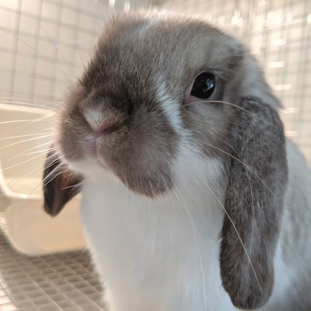 販売中のうさぎさん・お迎え特典 | RABBIT PUMPKIN