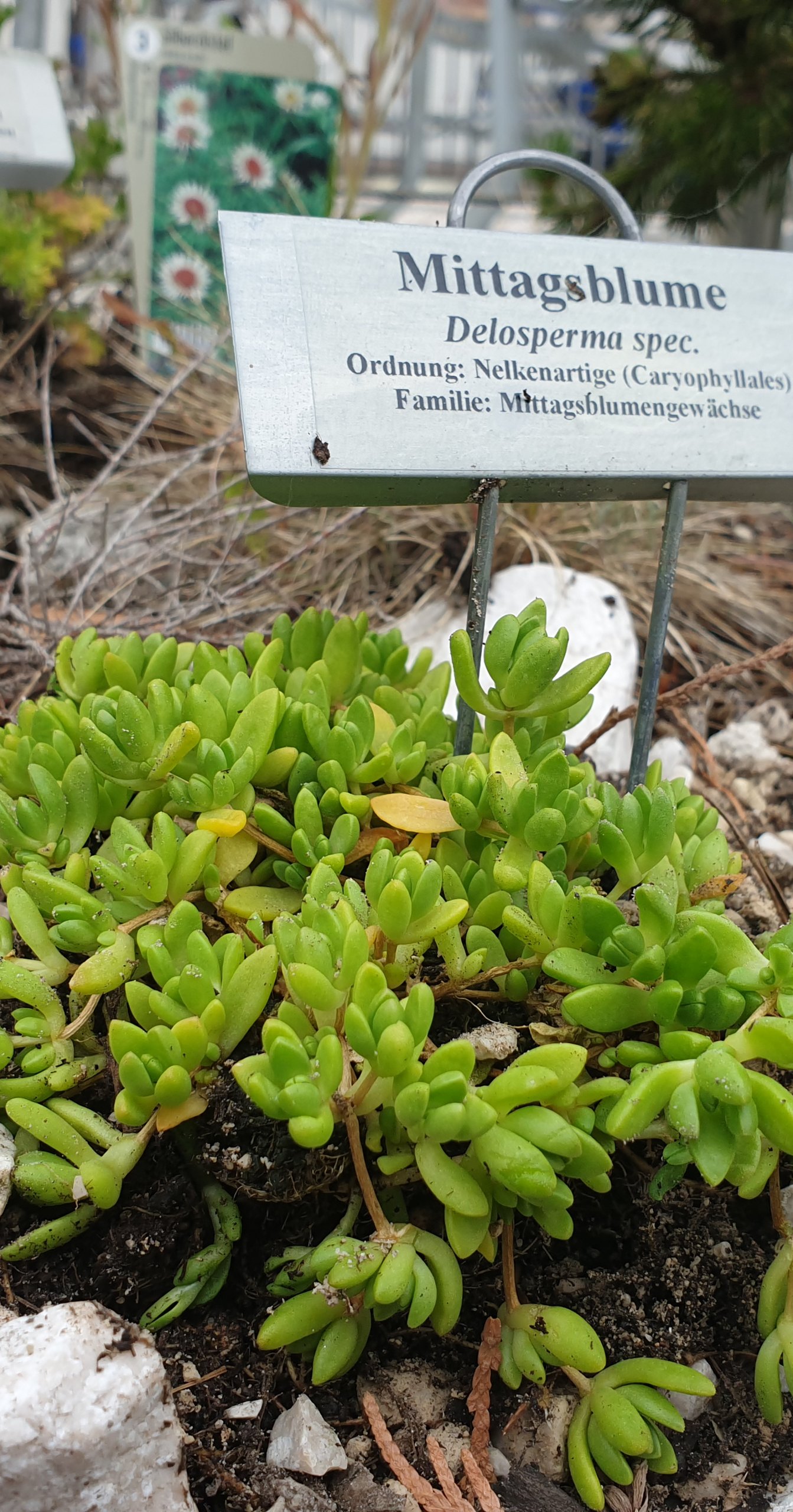 Opuntia Dillenii Kaktus Samen - 10 Exotische Sukkulenten Für Garten & Zimmer