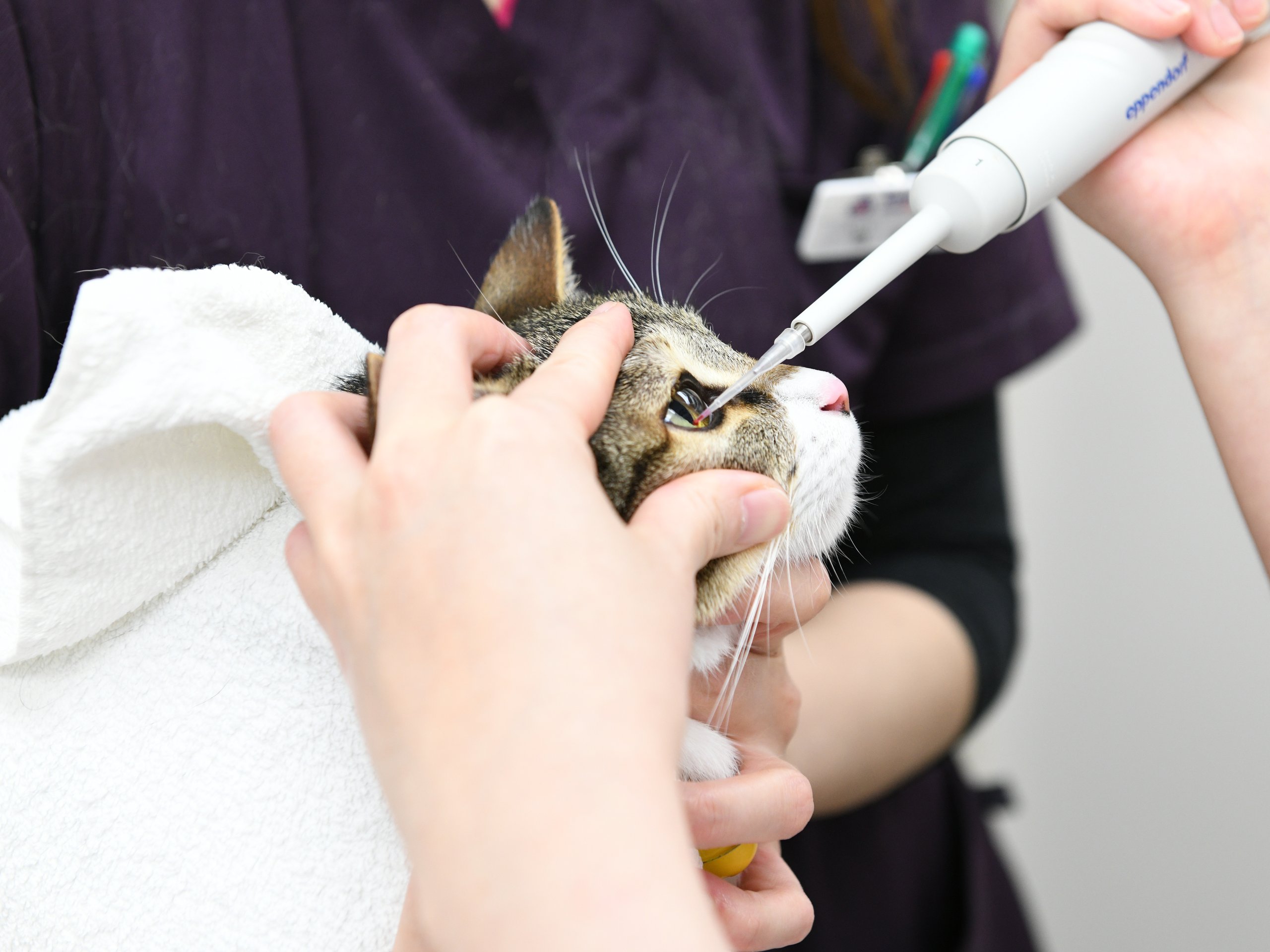 犬と猫の眼科手術入門　裁断済み 犬と猫の眼科手術入門 裁断済み