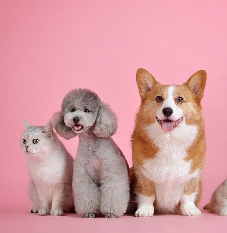 3029 外国切手 オーストラリア 1991年 犬 猫 動物 4種完 3029 外国切手 オーストラリア 1991年 犬 猫 動物 4種完（DOG