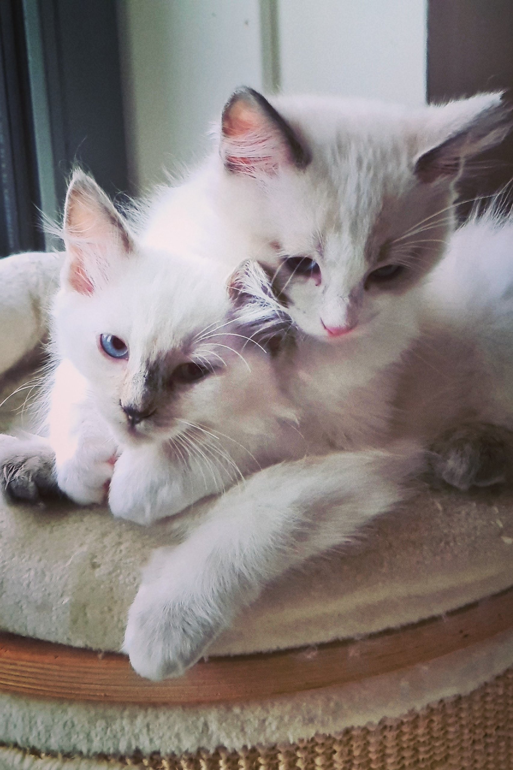 Home | Nyancats, image size:1706x2560