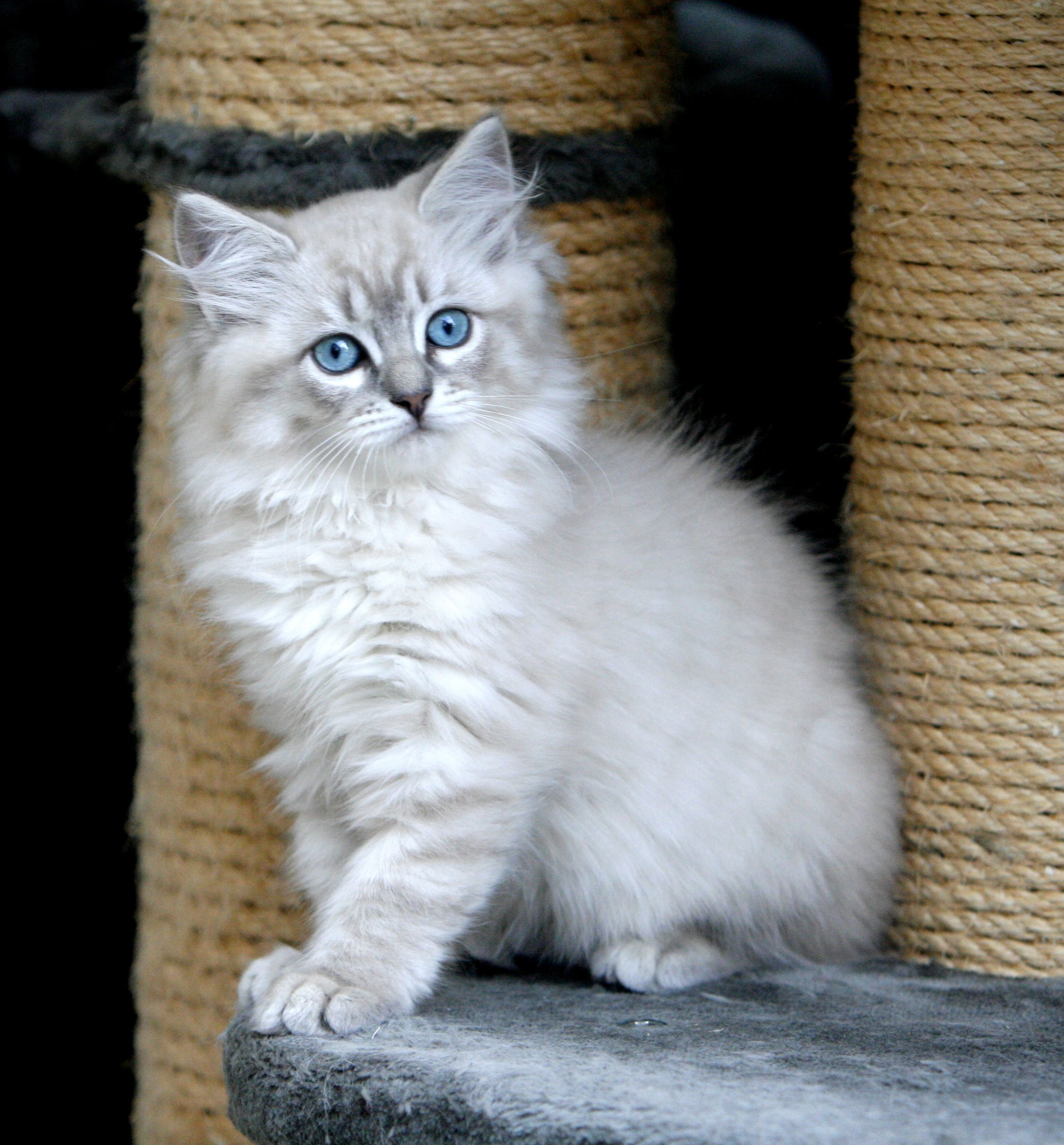 Fawn Oriental Longhair Cat Hot Semi Punch Face Kitten 2025 Black Friday, image size:2378x2559