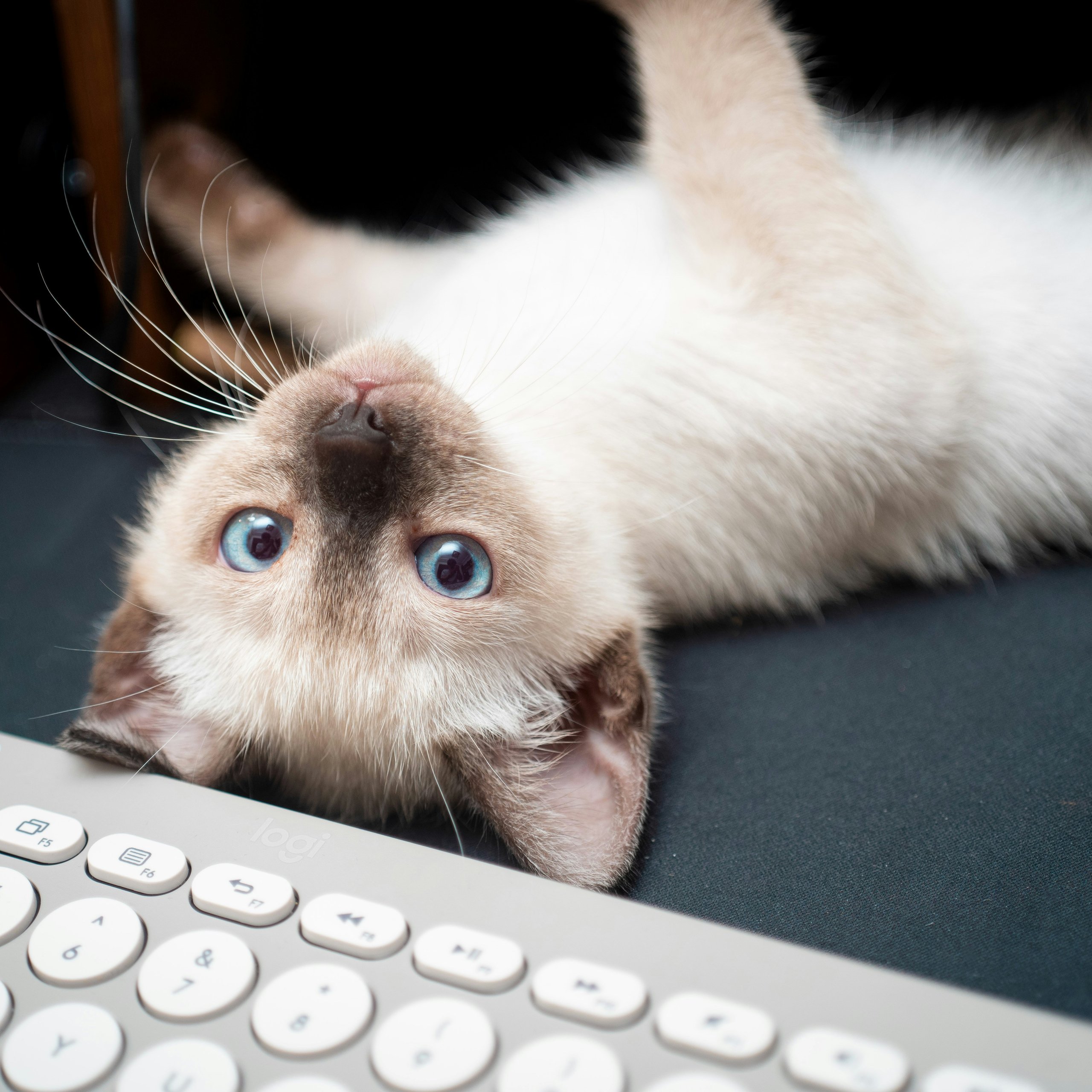 Home | Cat Sitter Kanoa Home | Cat Sitter Kanoa