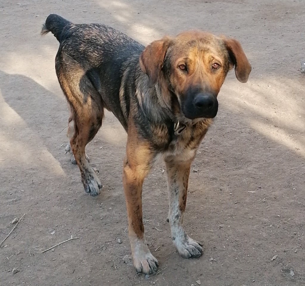 Hunde - Adoption | Thomasrescues, image size:1024x960