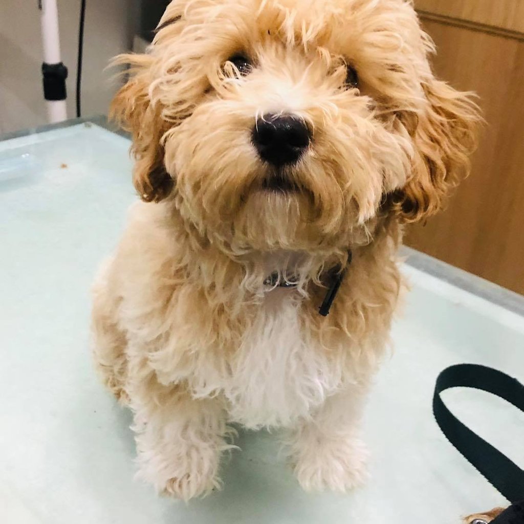 Reviews | perfectpElsje, image size:1024x1024