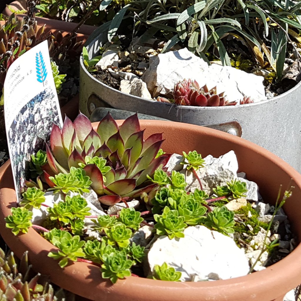 Kaktus Samen Opuntia Dillenii - 10 Stück Luftreinigende Sukkulenten