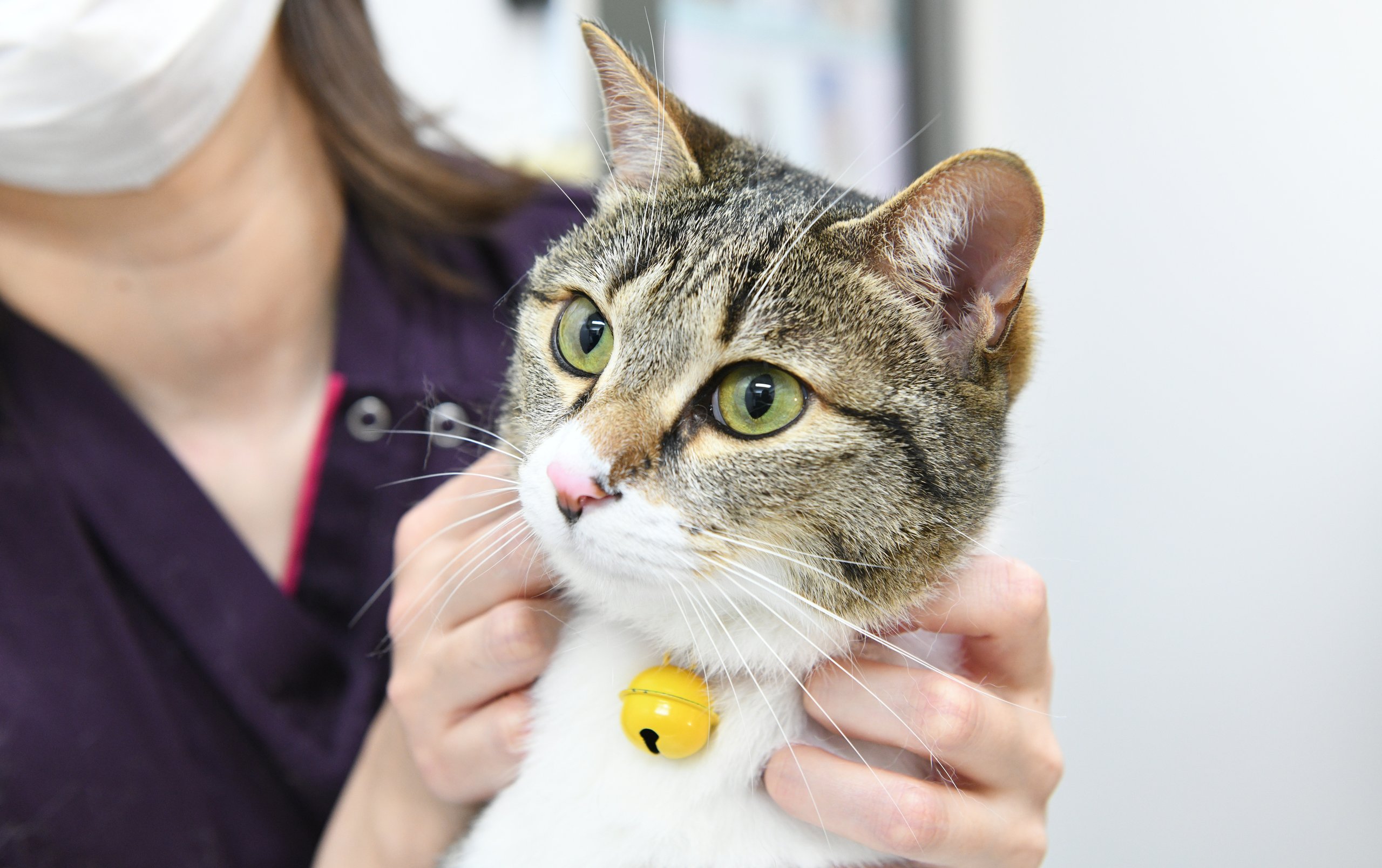 トライアングル動物眼科診療室 | 犬・猫の眼科専門治療・眼科
