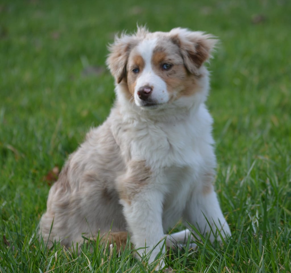 La race - Accueil | Les bergers australiens toy du gryffondor, image size:1024x960