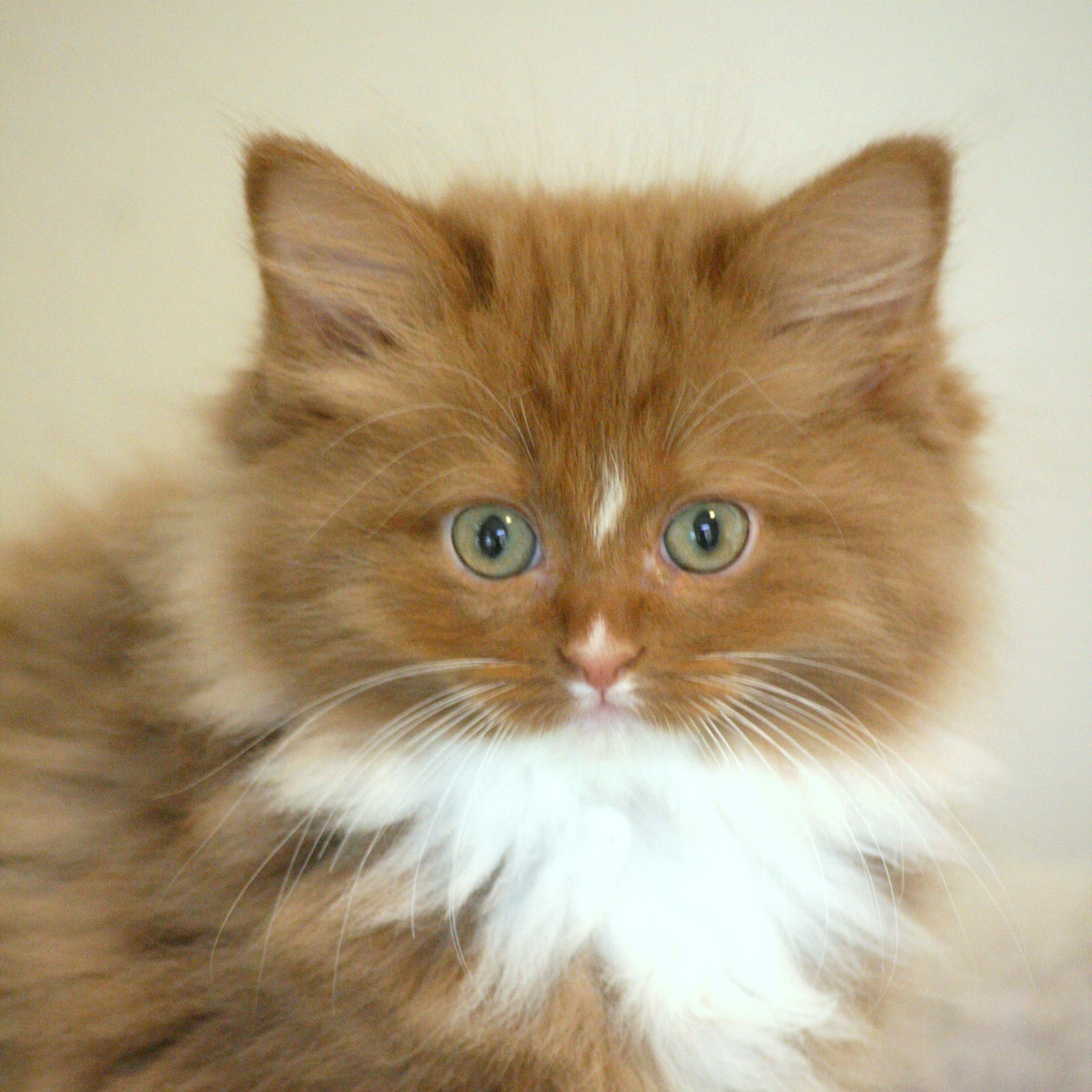 Oranje Ragdoll Kittens
