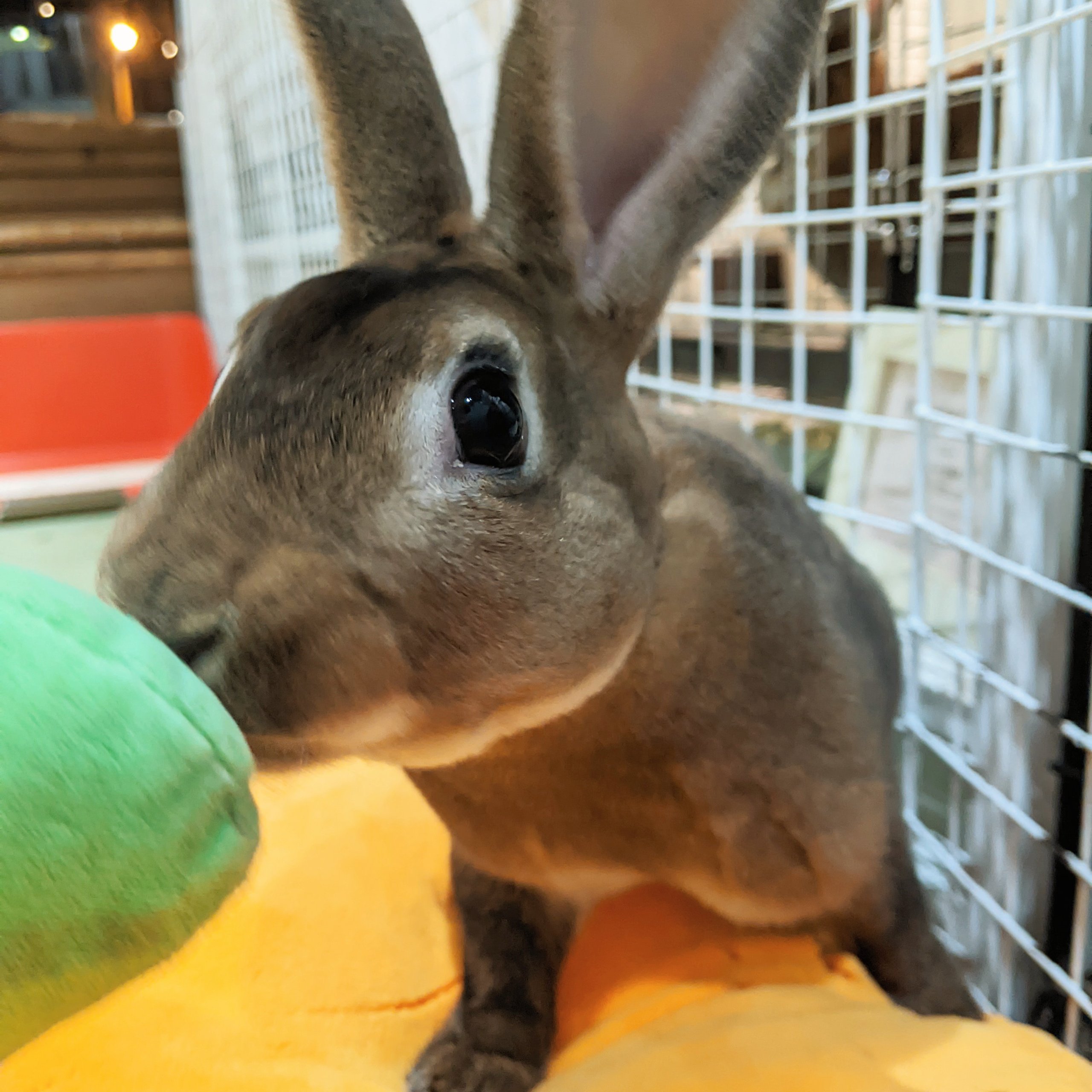 販売中のうさぎさん・お迎え特典 | RABBIT PUMPKIN