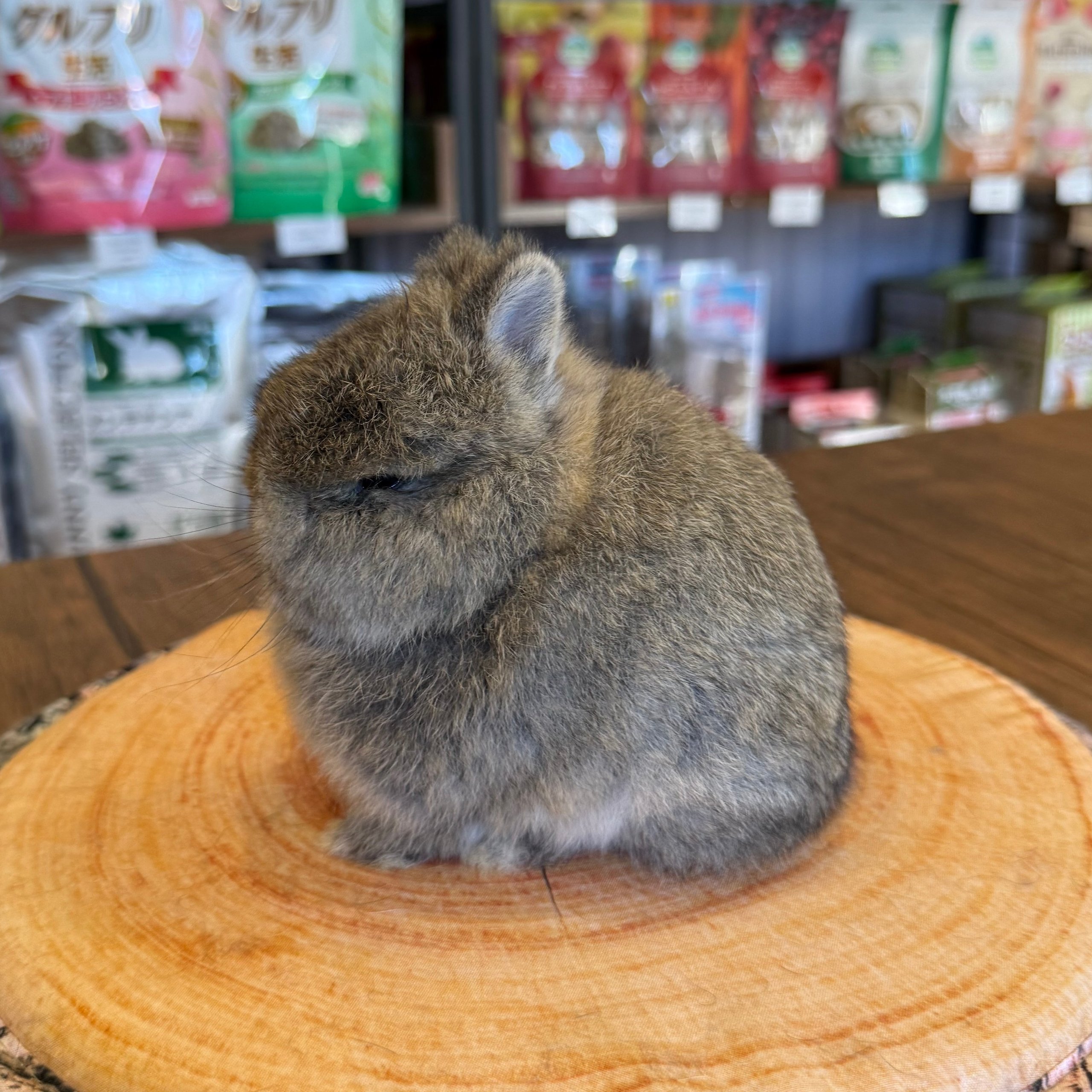 姫路のうさぎ専門店 | M's Rabbitry