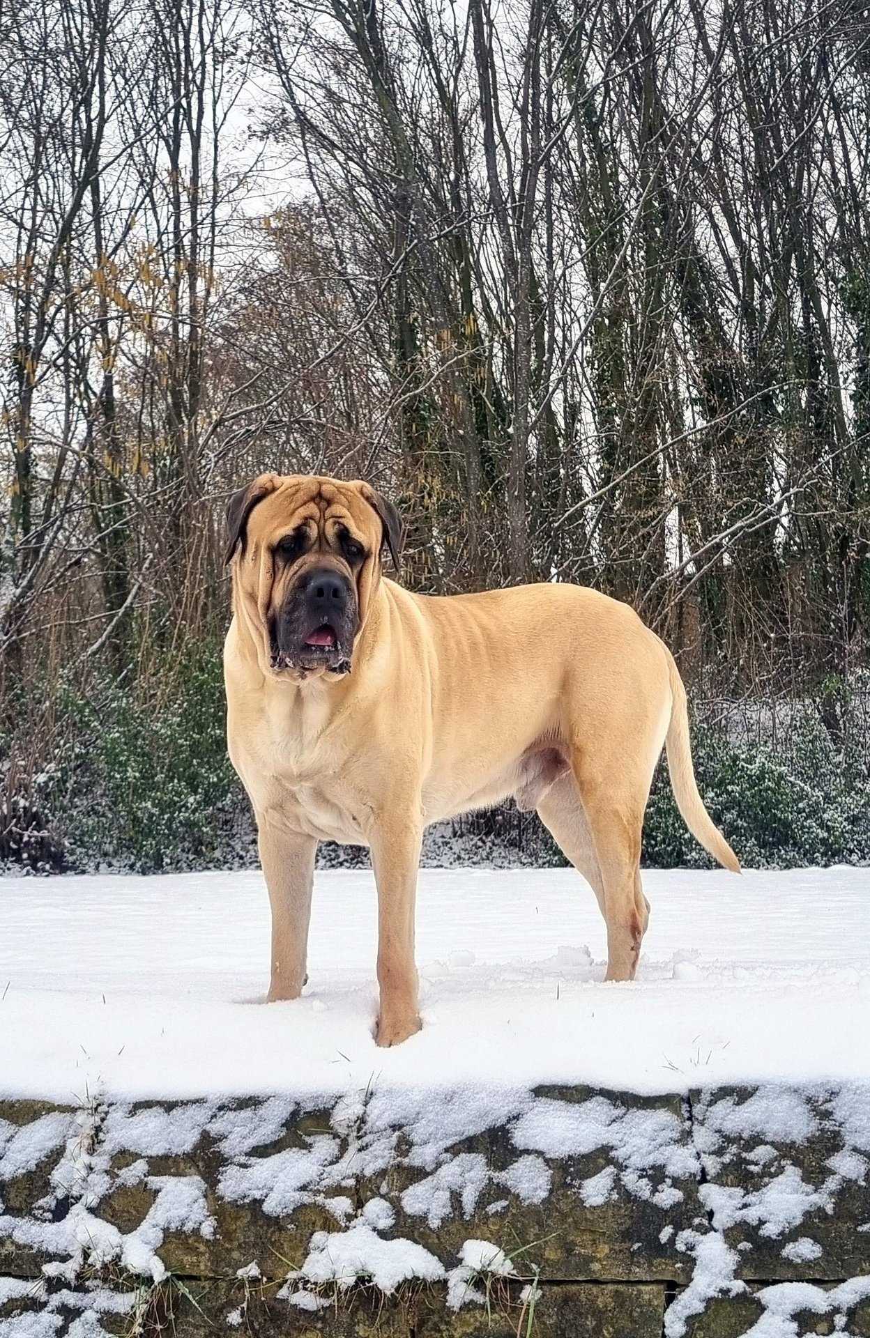 English Mastiff Puppies \u0026 Champion Bloodline Breeders – MLJ Mastiffs, image size:1248x1920
