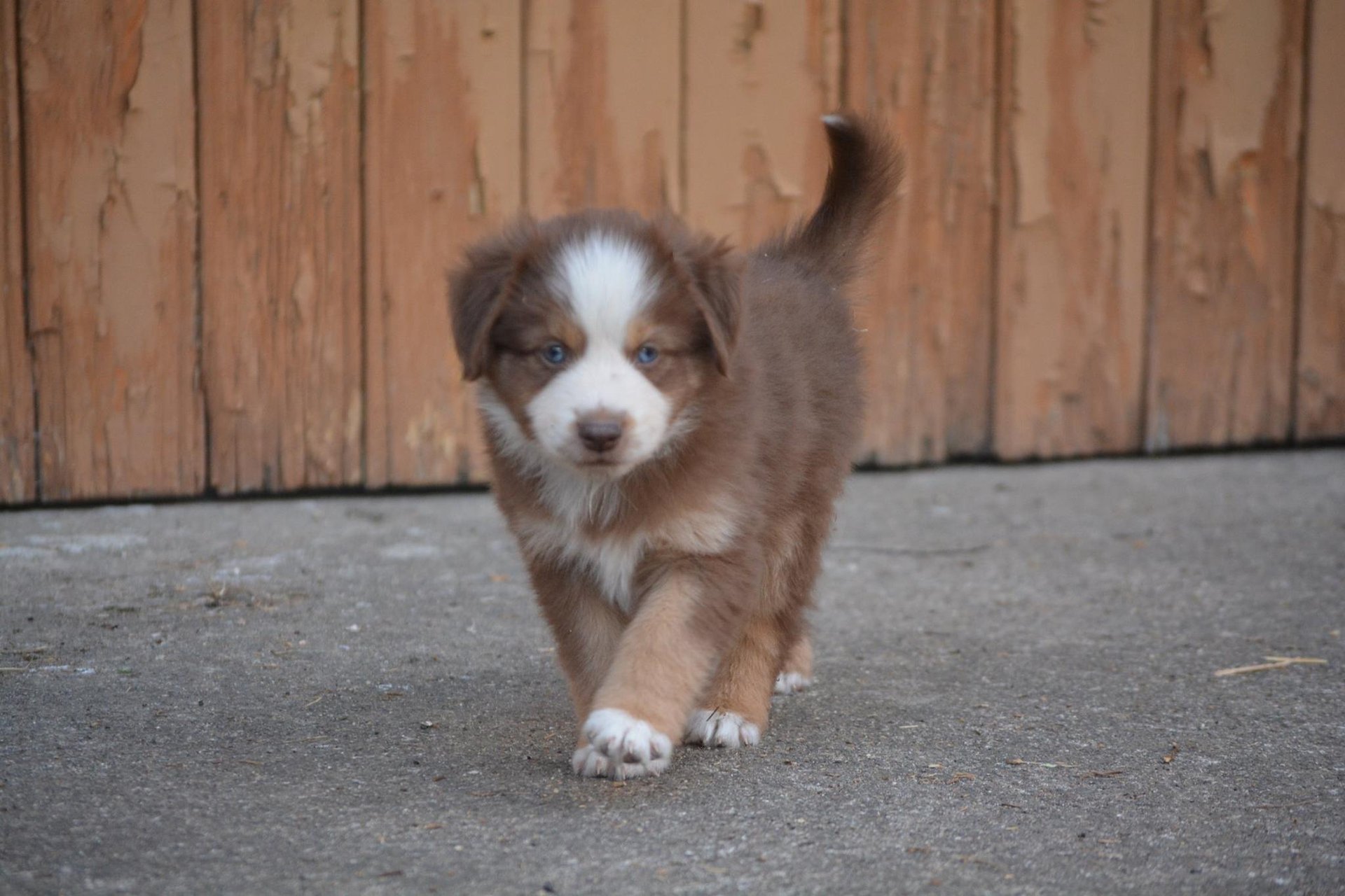 Informations / prix | Les bergers australiens toy du gryffondor, image size:1920x1280