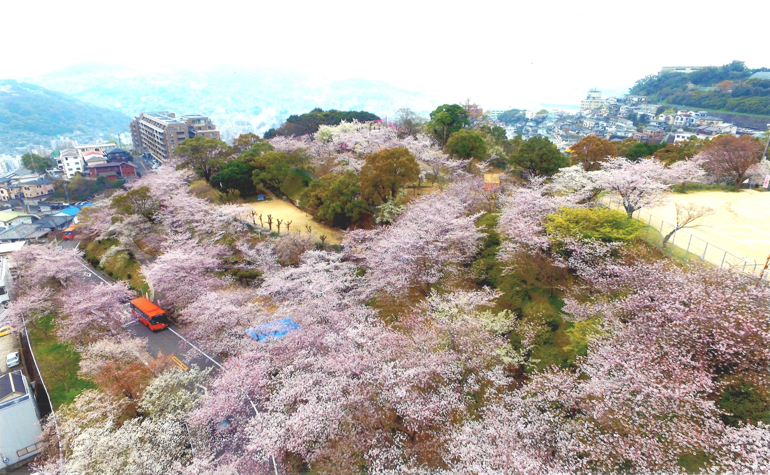 立山待春 立山公園桜まつり2025 | 立山公園桜まつり実行委員会の公式ホームページ