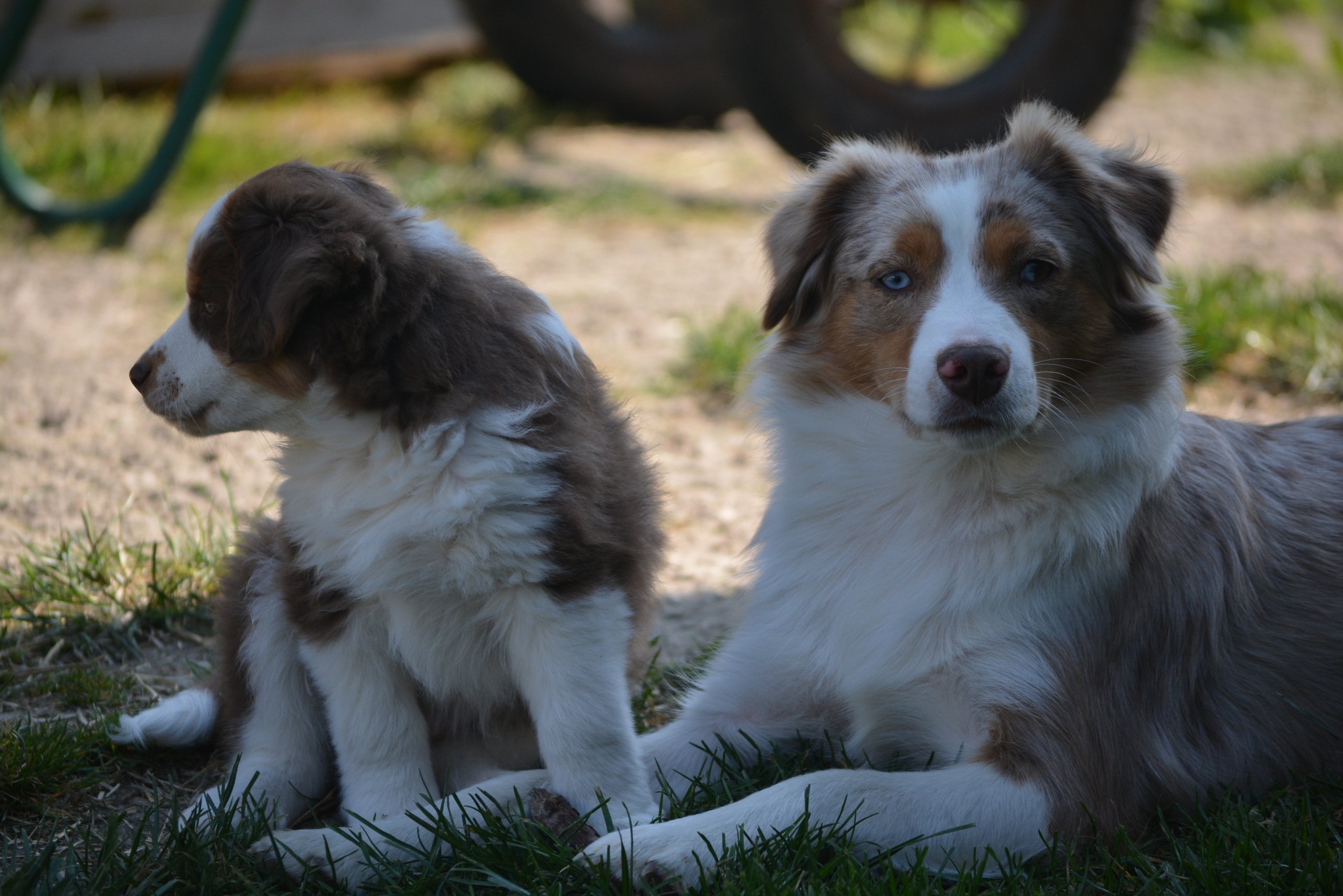 Informations / prix | Les bergers australiens toy du gryffondor, image size:2560x1708