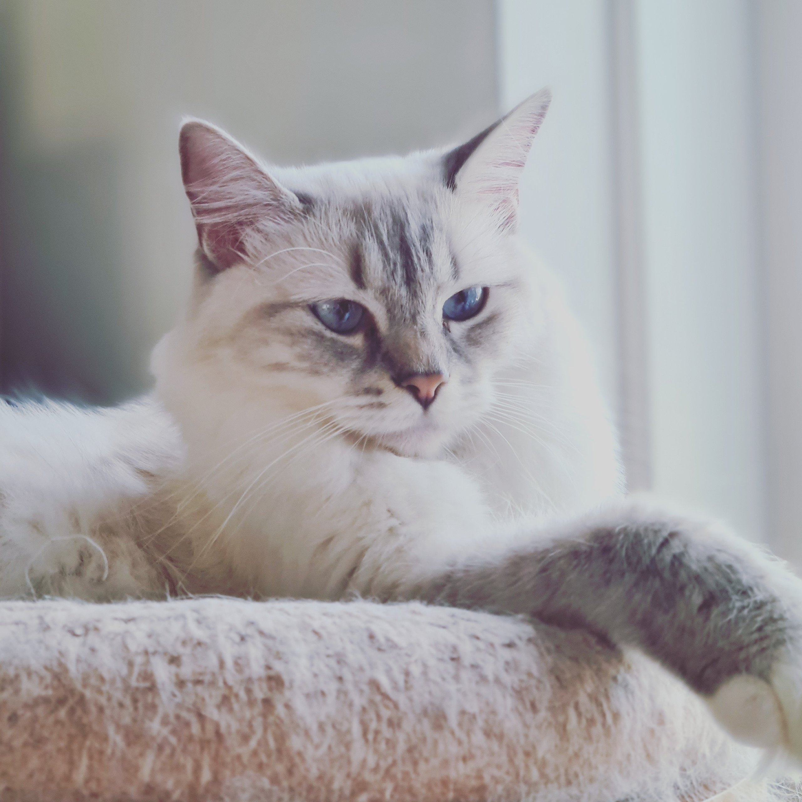 Ragdoll cat mask - Etsy België, image size:2560x2560