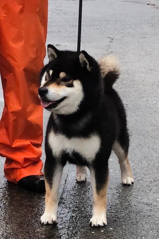 豆柴世界1 | 豆柴の世界